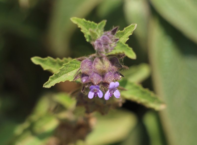 Marsypianthes chamaedrys, photographed by Andrés Ramírez-Barrera