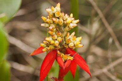 Aechmea mertensii, photographed by Guillaume Delaitre