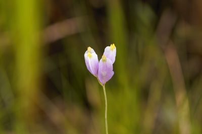 Burmannia bicolor, photographed by Guillaume Delaitre