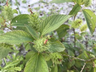 Acalypha arvensis, photographed by Connie Nagele