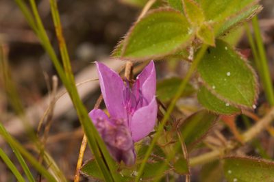 Rhynchanthera grandiflora, photographed by Guillaume Delaitre