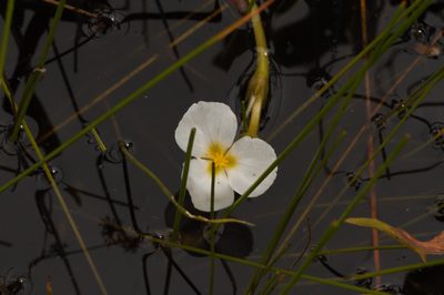 Sagittaria rhombifolia, photographed by Guillaume Delaitre