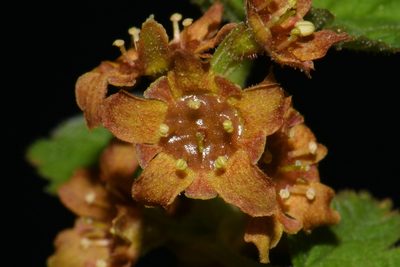 Ribes erythrocarpum, photographed by Brian Finzel