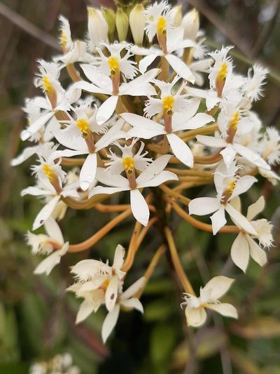 Epidendrum schistochilum, photographed by Ángela María Gómez M