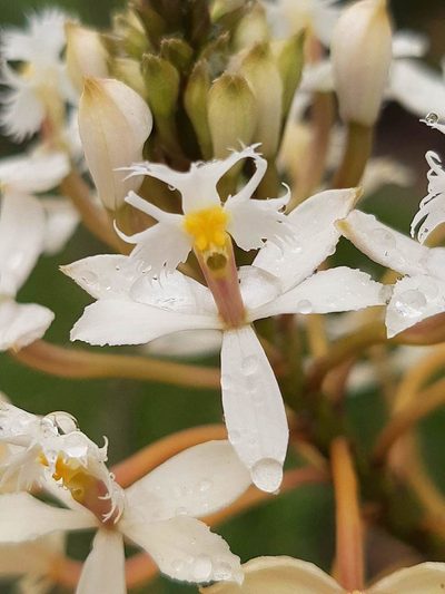 Epidendrum schistochilum, photographed by Ángela María Gómez M