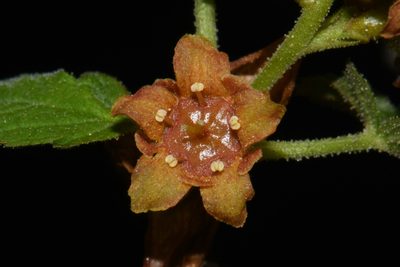 Ribes erythrocarpum, photographed by Brian Finzel