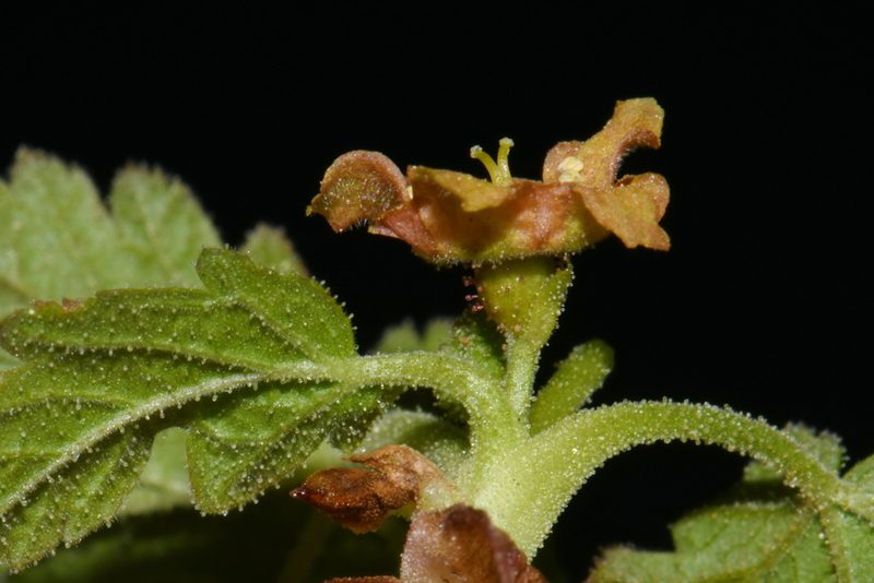 Ribes erythrocarpum, photographed by Brian Finzel