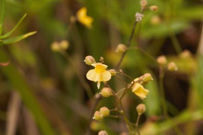 Utricularia hispida, photographed by Guillaume Delaitre