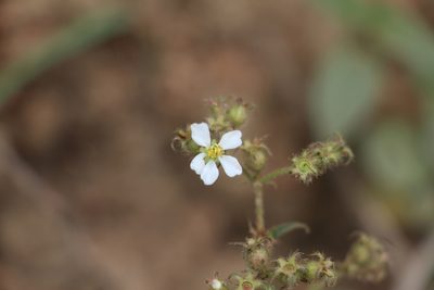 Chaetogastra longifolia, photographed by Andrés Ramírez-Barrera