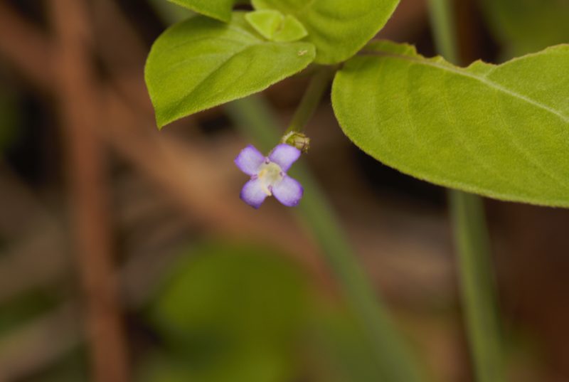 Coccocypselum guianense, photographed by Guillaume Delaitre