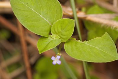 Coccocypselum guianense, photographed by Guillaume Delaitre