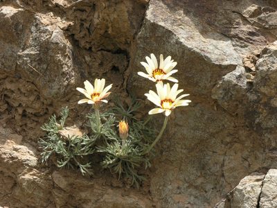 Rhodanthemum catananche, photographed by Oleg Kosterin