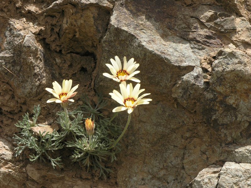 Rhodanthemum catananche, photographed by Oleg Kosterin