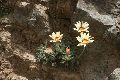Rhodanthemum catananche, photographed by Oleg Kosterin