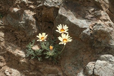 Rhodanthemum catananche, photographed by Oleg Kosterin