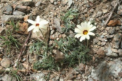 Rhodanthemum catananche, photographed by Oleg Kosterin