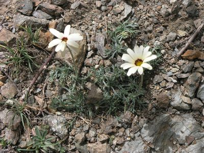 Rhodanthemum catananche, photographed by Oleg Kosterin