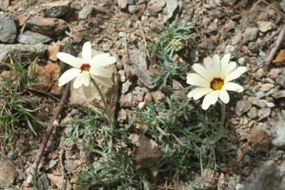 Rhodanthemum catananche, photographed by Oleg Kosterin