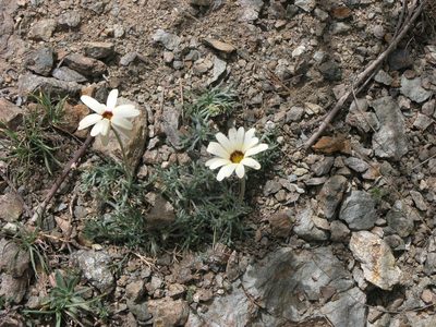 Rhodanthemum catananche, photographed by Oleg Kosterin