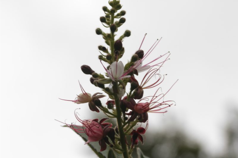 Hirtella paniculata, photographed by Guillaume Delaitre