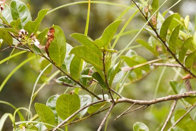 Hirtella paniculata, photographed by Guillaume Delaitre