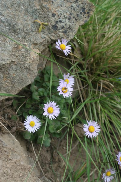 Bellis caerulescens, photographed by Oleg Kosterin