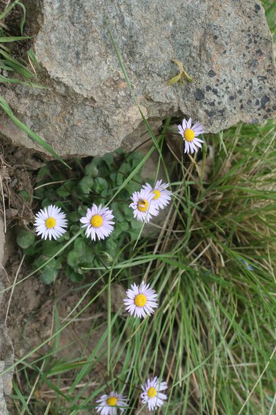 Bellis caerulescens, photographed by Oleg Kosterin
