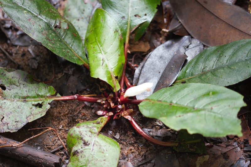 Centrosolenia densa, photographed by Guillaume Delaitre