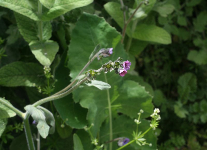 Cynoglossum maghrebicum, photographed by Oleg Kosterin