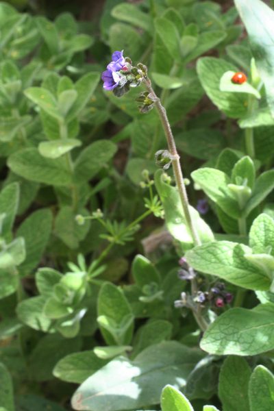 Cynoglossum maghrebicum, photographed by Oleg Kosterin