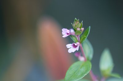 Cuphea blackii, photographed by Guillaume Delaitre