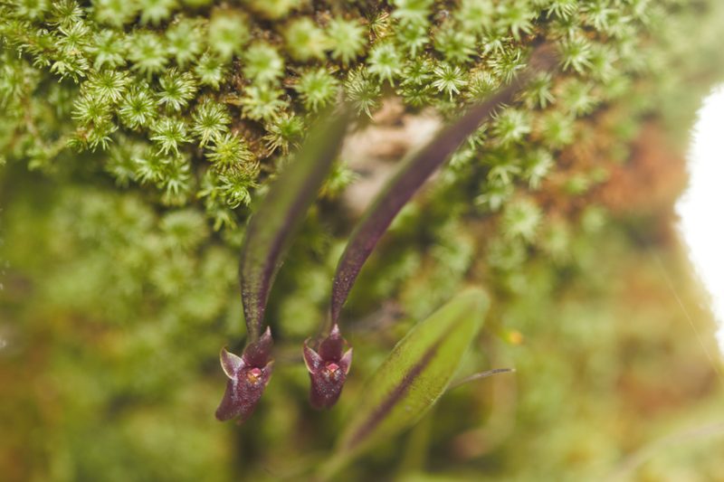 Octomeria sarthouae, photographed by Guillaume Delaitre