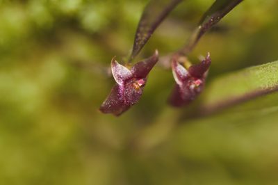 Octomeria sarthouae, photographed by Guillaume Delaitre