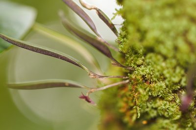 Octomeria sarthouae, photographed by Guillaume Delaitre