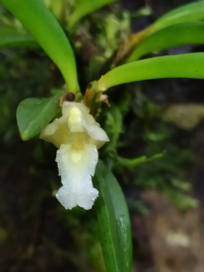Maxillaria uncata, photographed by Guillaume Delaitre