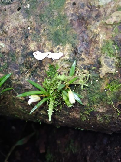 Maxillaria uncata, photographed by Guillaume Delaitre