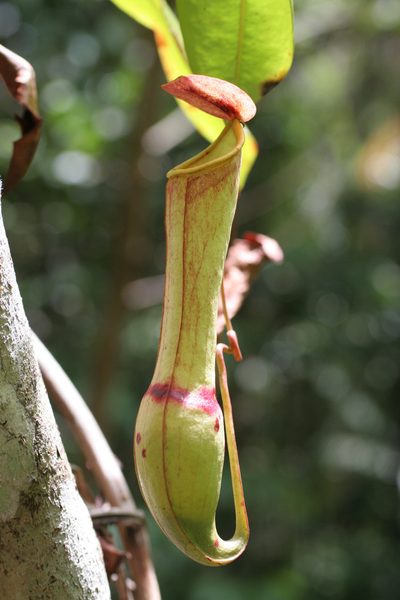 Nepenthes distillatoria, photographed by Kristof Zyskowski
