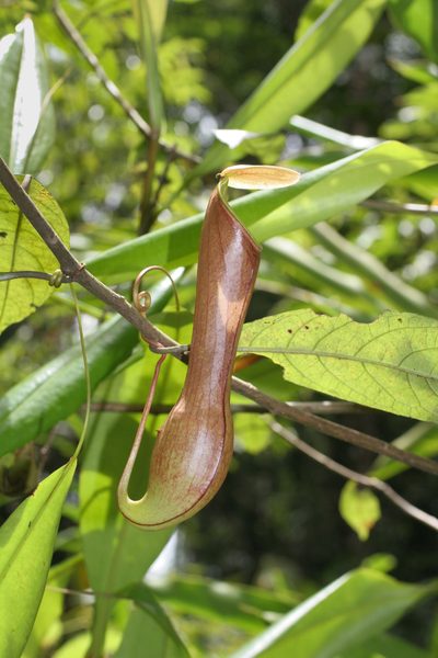 Nepenthes distillatoria, photographed by Kristof Zyskowski
