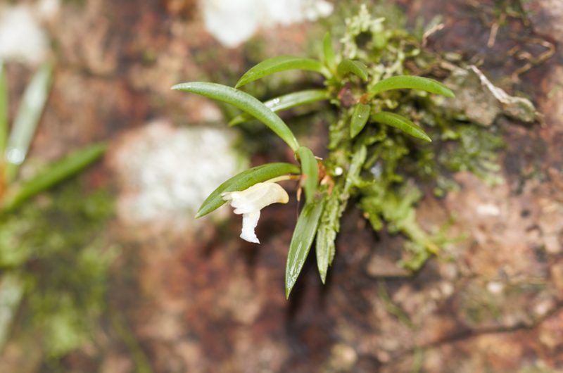Maxillaria uncata, photographed by Guillaume Delaitre