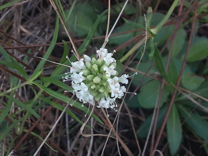 Spermacoce neoterminalis, photographed by Michael W Belitz