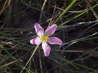 Sabatia stellaris, photographed by Michael W Belitz