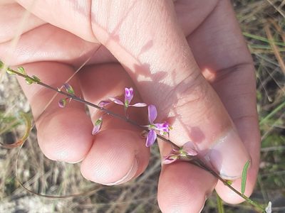 Asemeia grandiflora, photographed by Michael W Belitz