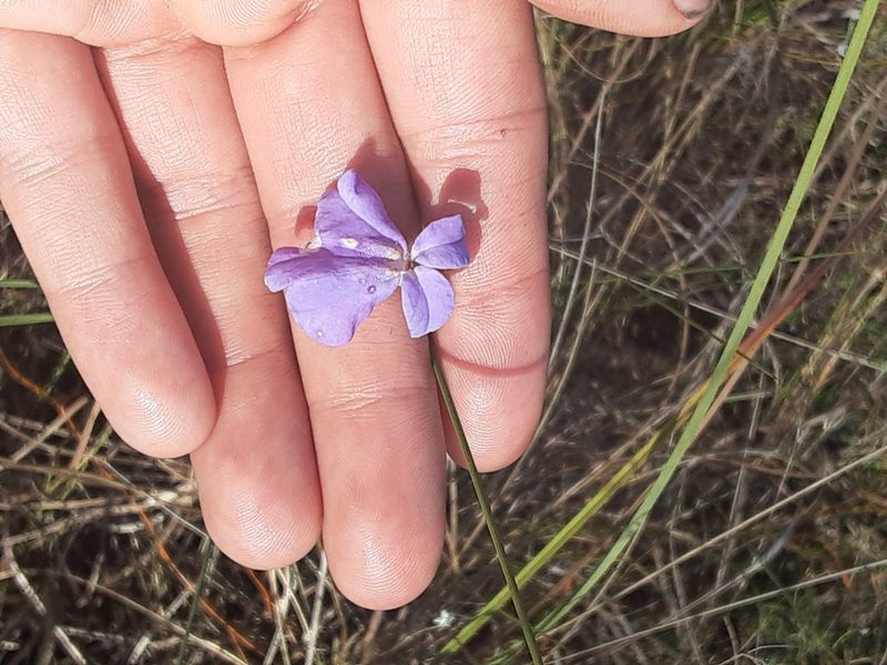 Lobelia glandulosa, photographed by Michael W Belitz