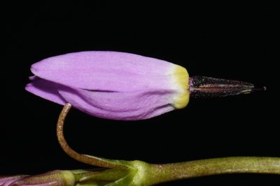 Primula tetrandra, photographed by Brian Finzel
