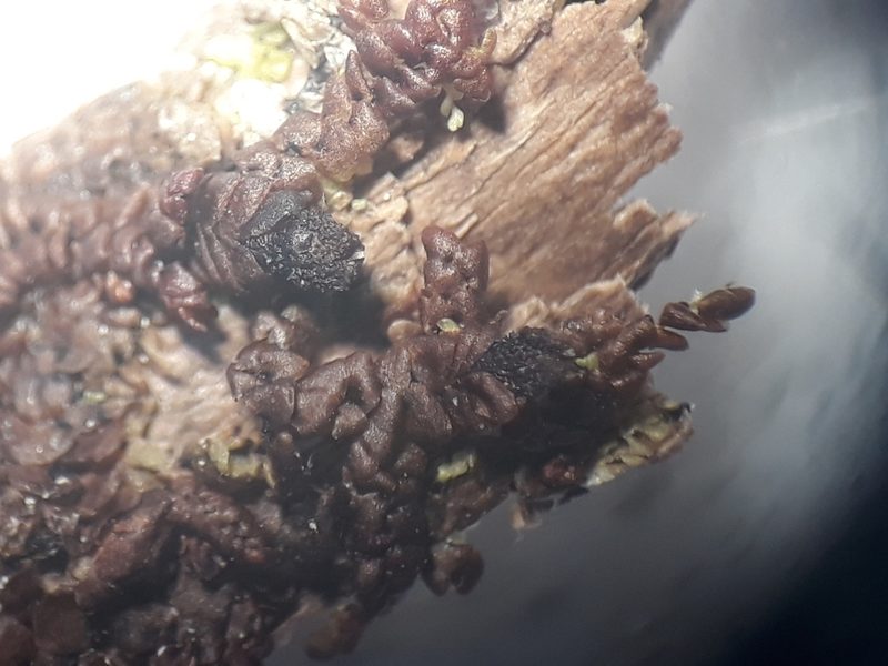 Frullania anomala, photographed by Leon Perrie