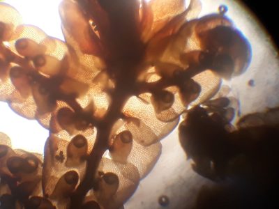Frullania anomala, photographed by Leon Perrie