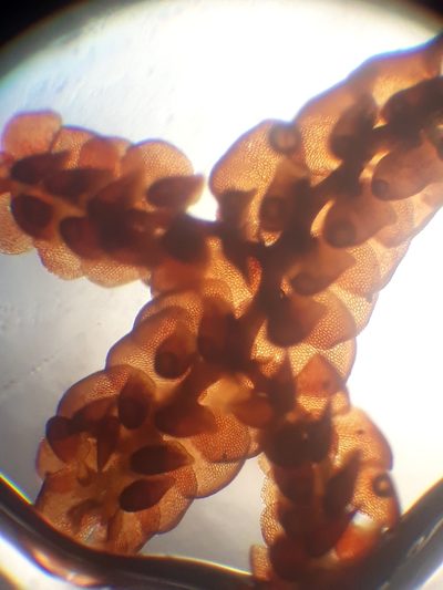 Frullania anomala, photographed by Leon Perrie