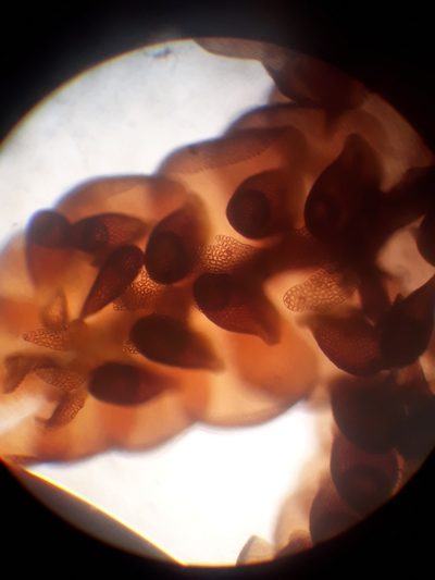 Frullania anomala, photographed by Leon Perrie