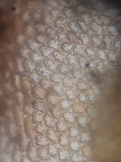 Frullania anomala, photographed by Leon Perrie