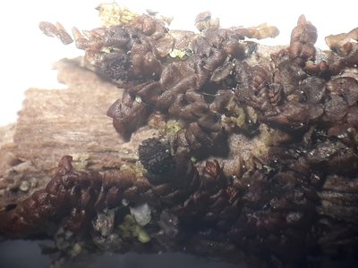 Frullania anomala, photographed by Leon Perrie